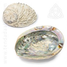 Concha-de-abalone-shell-16cm-500px.jpg